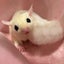 omochi-fukumomoのサムネイル