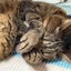 シニア夫婦のサムネイル