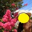 SEENAのサムネイル