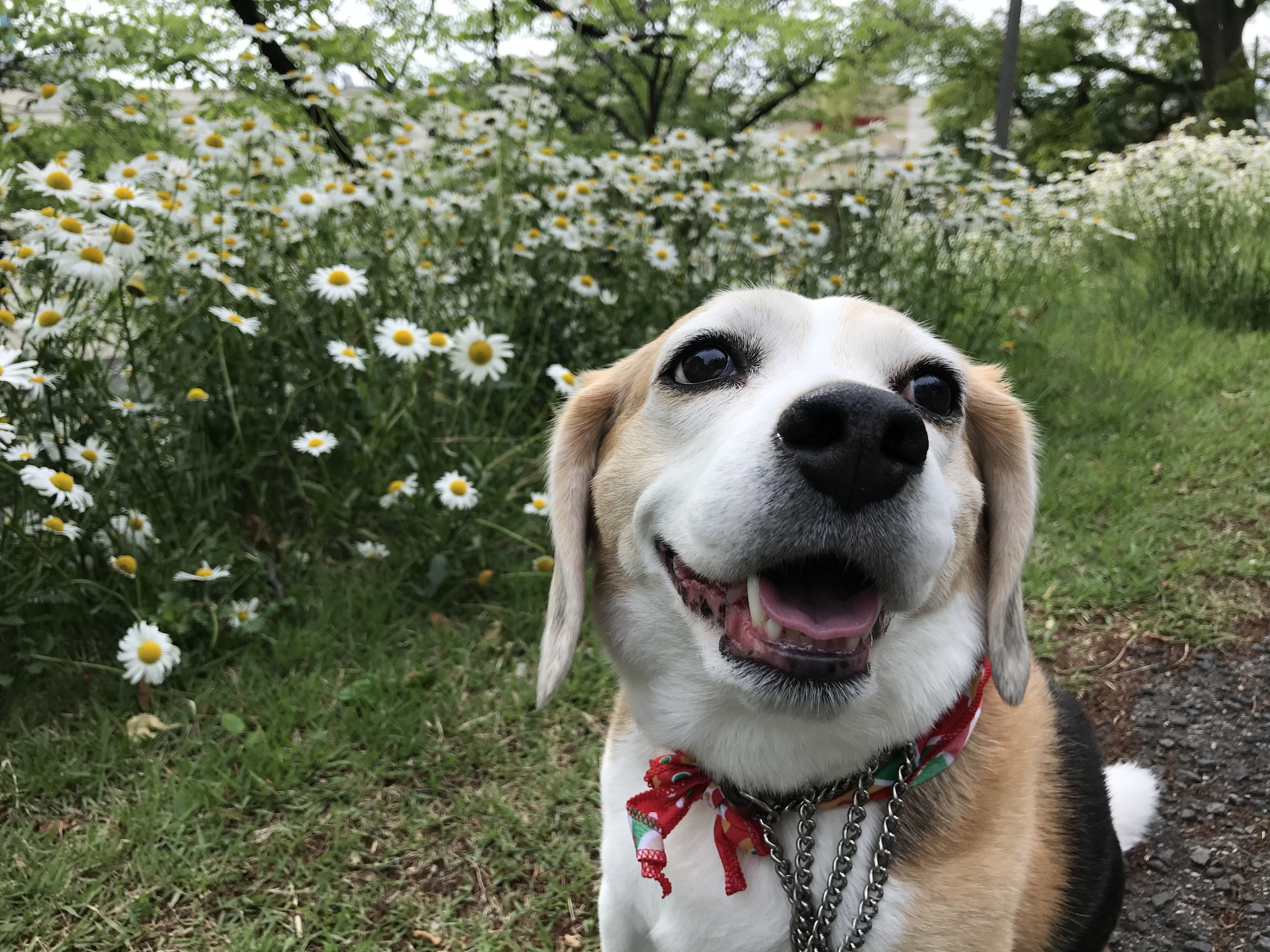 ミント、無事に手術おわりました | ビーグル犬ミントの 『ご飯まだですか』