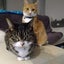 画像 猫丸的日常生活のユーザープロフィール画像