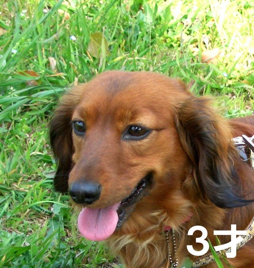真柏（双幹） | 盆栽文化のブログ