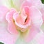 画像 ❁⃘*.ﾟこばと⑅ᵕ̈のユーザープロフィール画像