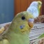 画像 ニッキ目線のセキセイ一家観察日記のユーザープロフィール画像