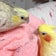 With My Little Birds ～小鳥たちと過ごす時間～