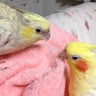 小鳥みふゆのプロフィール