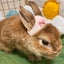 福耳うさぎのサムネイル