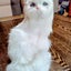 画像 kaz2y5326sakuraのブログのユーザープロフィール画像