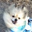 画像 元放置犬ポメ太と保護猫ニャンズのユーザープロフィール画像