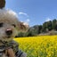 画像 バラとこむぎと、やわらかな日々のユーザープロフィール画像