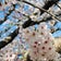 ＊Camomile Tea＊ 滋賀県守山市＊癒しと安らぎの紅茶・ハーブ・サンキャッチャー教室