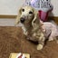 画像 小梅ばあちゃんとおまゆさんと愉快な猫達のユーザープロフィール画像