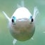 画像 めだかですね☆のユーザープロフィール画像