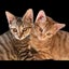 画像 Riko&Tabbiesのブログのユーザープロフィール画像