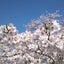 画像 コーヒー一杯分の花束のユーザープロフィール画像