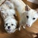 ５人の子供と犬2頭。と編み物記録