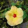 The hawaii pieces~forty-something travel ~