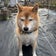 柴犬ゴモラとターフクのﾌﾞﾛｸﾞ