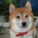 柴犬アムくん