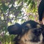 画像 ハイシニア犬 ココアとの毎日のユーザープロフィール画像