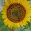 画像 本の虫だった私。のユーザープロフィール画像
