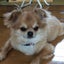 画像 satokoのブログのユーザープロフィール画像