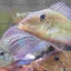 画像 jurupari20のブログのユーザープロフィール画像