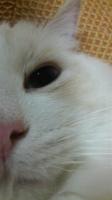 せき