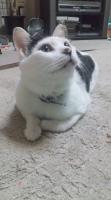 美猫