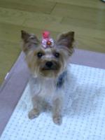 shuji