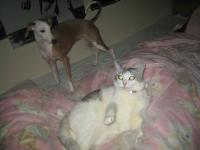 ミミとハナ