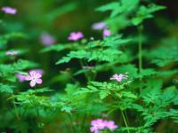 蓮‐ren-