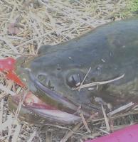 でか雷魚