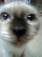 Hir