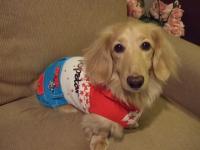 dogstyle
