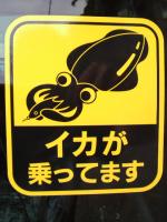 Squid