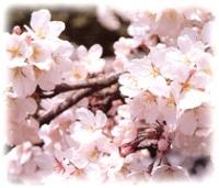 桜