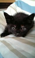 子猫がきた