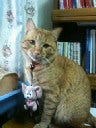 猫好き