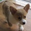 コタママのサムネイル