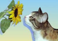 claris