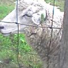 キョロちゃん コワ くびながさんち キョロちゃん コワ くびながさんち