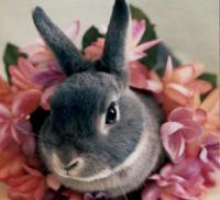 lapin de Paris