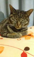 雪華