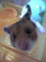 かわいいハムちゃん