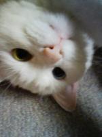 ぴよ