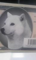 kenchi