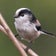 にゃあさんの鳥見と日記