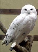 petronius