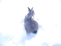 ゆきうさ